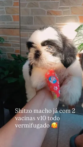 Disponível 