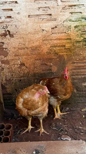 Frango de granja 