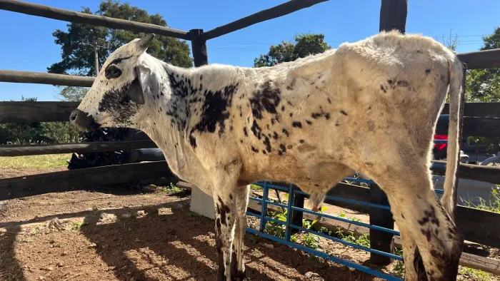 Vendo bezerro Girolando