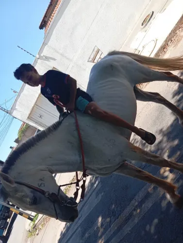 Vendendo égua 3mil. Whatsapp *