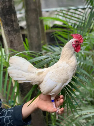 Sebright Marfil ( único do Brasil )