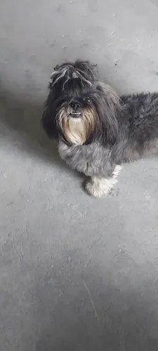 Cachorro
