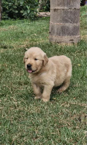 Golden Retriever Filhotes 