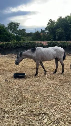 Cavalo Rosilho Mangalarga