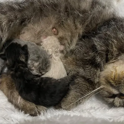 Gato Persa