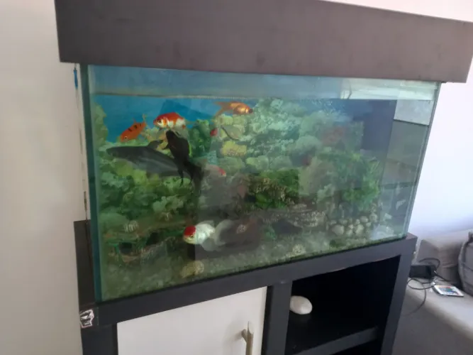 Vendo aquário para peixes com o móvel 