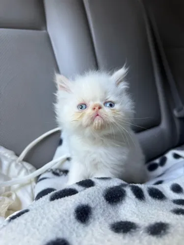Gato persa fêmea e macho disponível