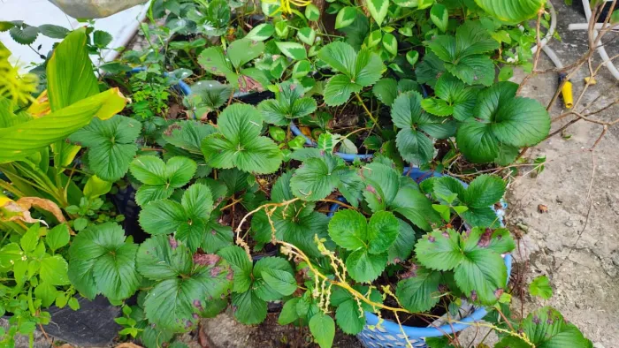 Muda de Morango