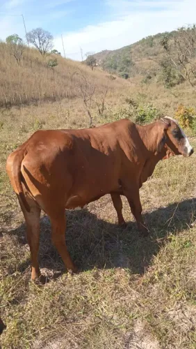 Vendo vaca girlonda jersoladia 8000 cada vaca