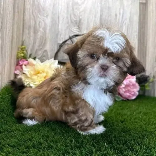 Filhotes de Shih Tzu | Seu lar mais feliz começa aqui.