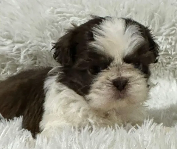 Shih-tzu macho com vacina importada