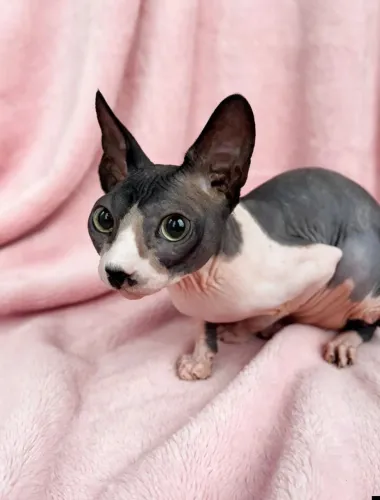 Gato sphynx padreador 10 meses inteiro.