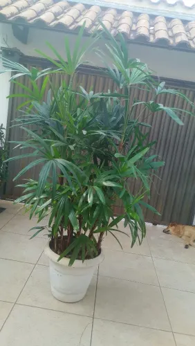 Desapego de planta