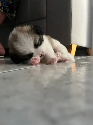 Filhote de shitzu com spitz alemão