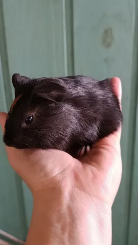 Porquinho da índia