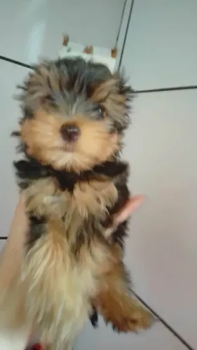 Filhote Yorkshire terrier, O presente mais especial que você pode se dar!