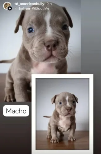 Vendo filhotea de American buly com pedigree ABBR