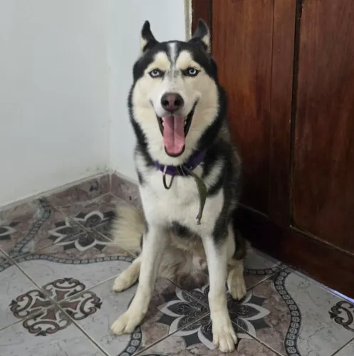 Vende se cachorro