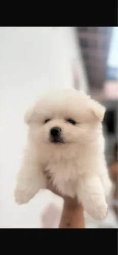 Spitz alemão anao com 78 dias vermifugado