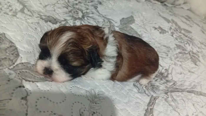 Vendo filhote de cachorro Shitzu macho