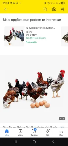 Ovos GSB galado.