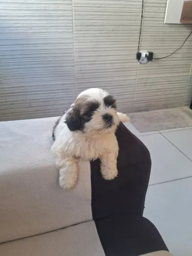 Cachorro ?