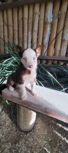 Filhotes de Border Collie