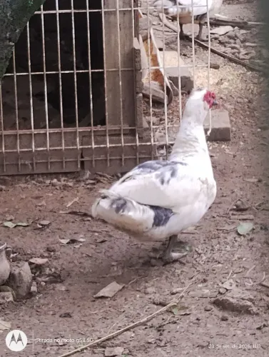 Patos e patas