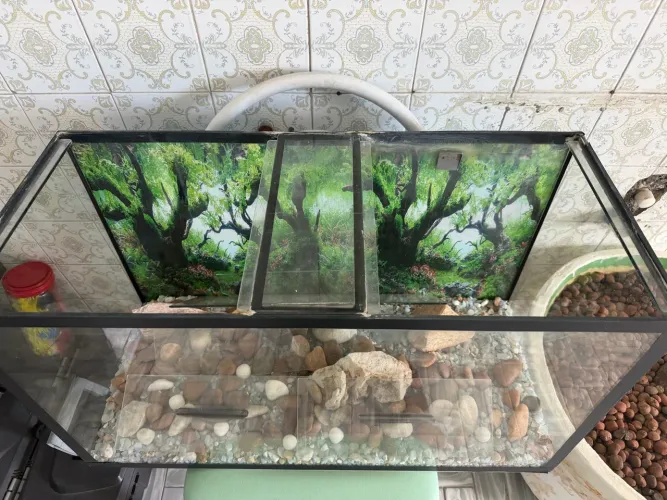 AQUÁRIO MONTADO COM PEDRAS E PAPEL PAISAGEM 80 LITROS