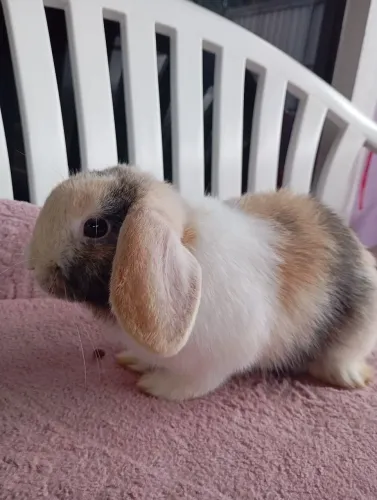 Mini Lop macho