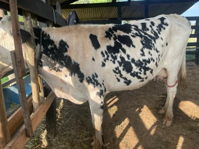 Vaca de leite 