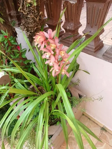 Vaso com rodinha e Planta