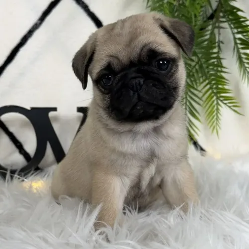 Garanta o seu filhote hoje | Pug Macho