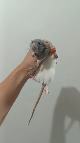Venda Ratos Twister Adultos