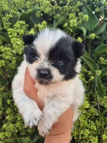 Lulu da pomerania spitz anao Bicolor raros