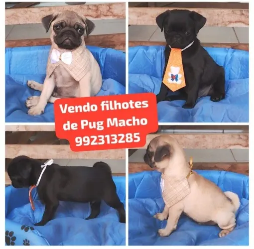 Vendo filhotes de Pug Macho 