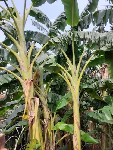 Mudas de banana da terra