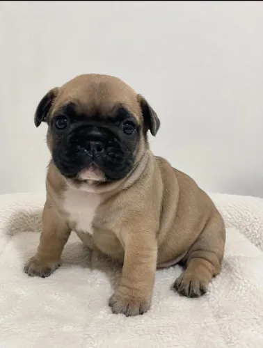 Vendo filhotes de buldogue francês 