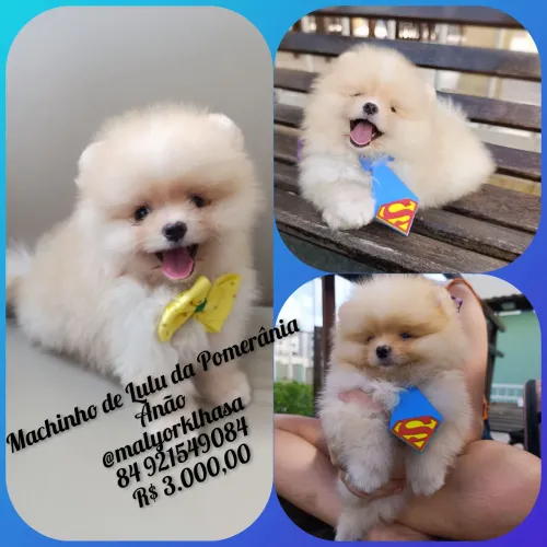 Spitz Anão/Lulu da Pomerânia