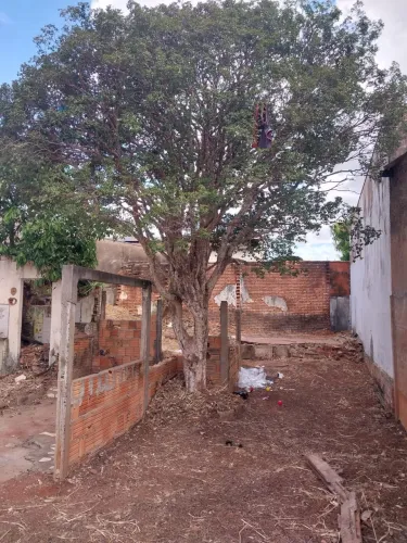 Pé de Jaboticaba 