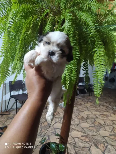 Shih Tzu brincalhão
