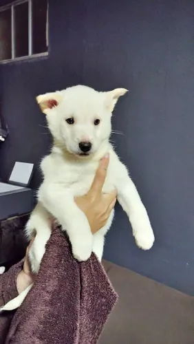 Filhotes de Husky