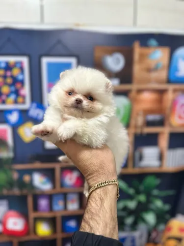 Filhote de Lulu da Pomerânia disponivel