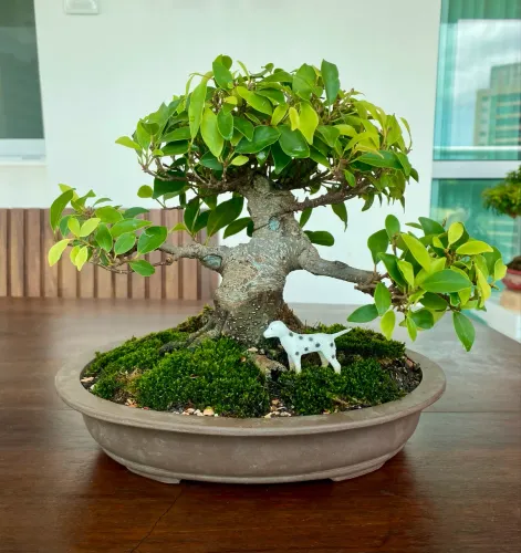 Bonsai de Ficus Microcarpa 