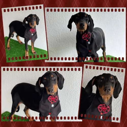Dobermans fêmeas e machos! 