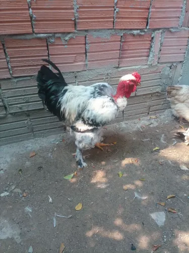 V/ este lindo galo Brahma lite