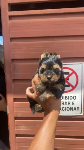 Fillhote de Yorkshire o pequeno príncipe das quatro patas