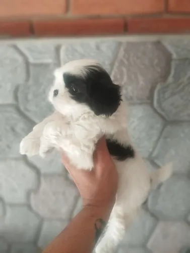 Shitzu