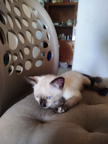 DOAÇÃO RESPONSÁVEL DE GATINHO/ JA COME RAÇÃO E USA CAIXA