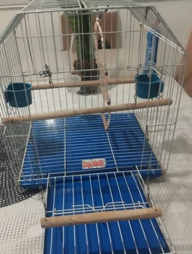 Gaiola para calopsita e pássaros de porte.